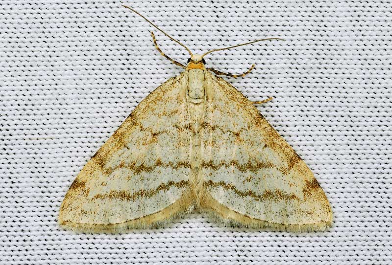 Falena da identificare:  Mesotype verberata (Geometridae), malridotta